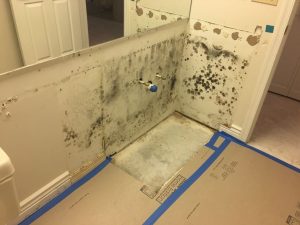 Mold Remediation Services